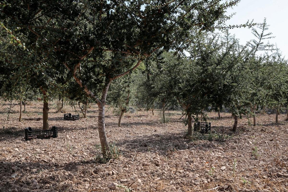 Argan Plantage